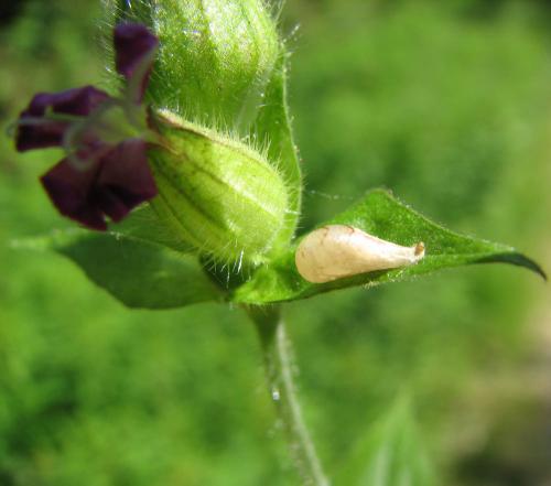 Episyrphus balteatus