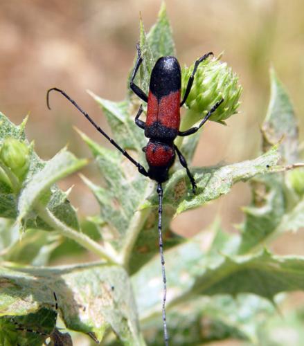 Purpuricenus wachanrui
