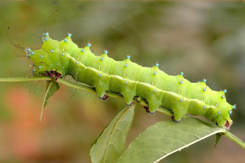 Saturnia pyri