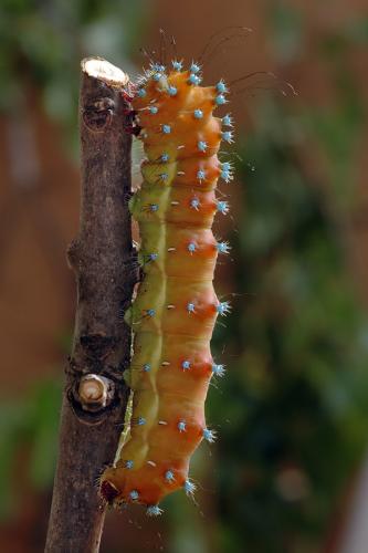 Saturnia pyri