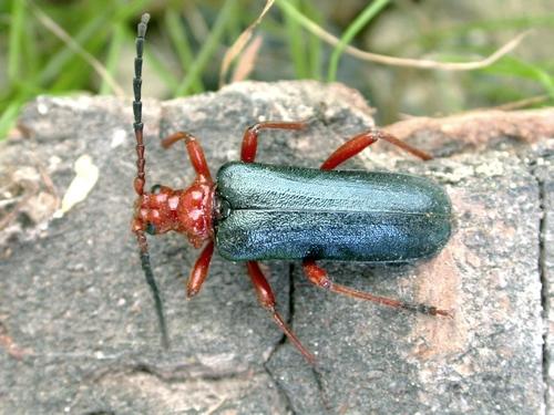 Rhamnusium bicolor
