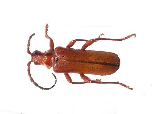 Rhamnusium bicolor