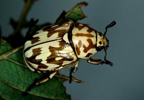 Lutera boettcheri