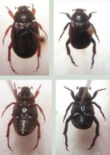 Hoplia philanthus