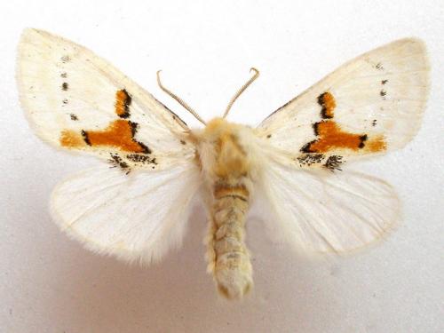 Leucodonta bicoloria