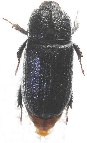 Réf. 10 410 : Sinodendron cylindricum