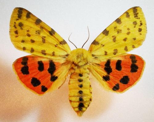 Réf. 10 833 : Rhyparia purpurata