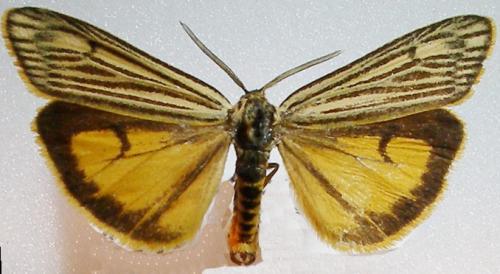 Réf. 10 834 : Coscinia striata
