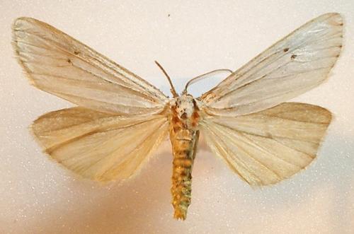 Réf. 10 835 : Coscinia cribraria