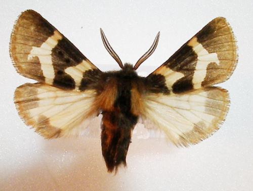 Watsonarctia deserta