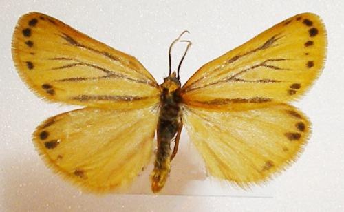 Réf. 10 831 : Setina aurita