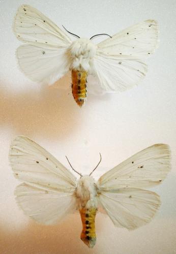 Spilosoma divers