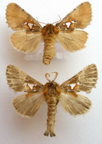 Spatalia argentina