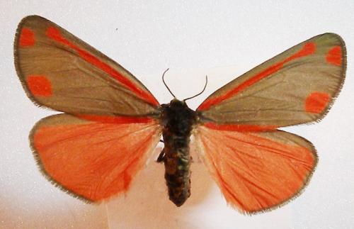 Réf. 10 837 : Tyria jacobaeae