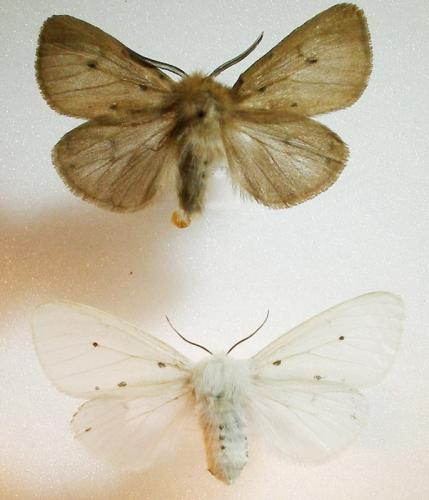 Diaphora mendica