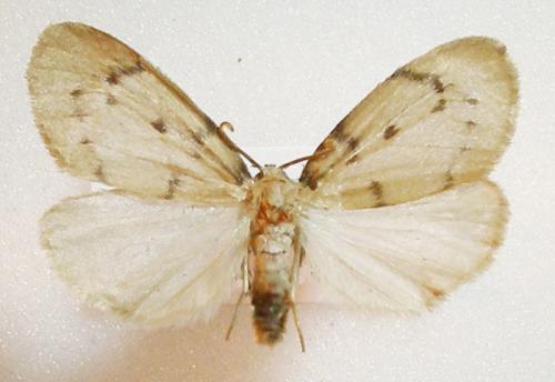 Paidia rica