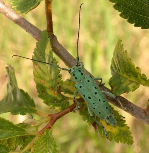Réf. 10 291 : Saperda punctata