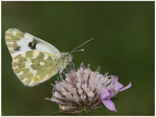 Réf. 10 311 : Pontia daplidice