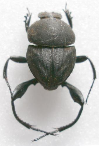 Sisyphus schaefferi