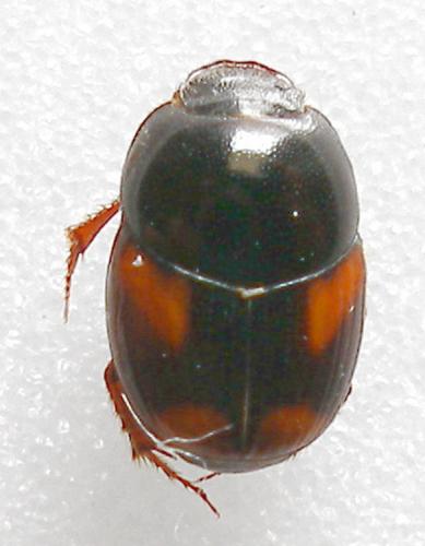 Caccobius schreberi