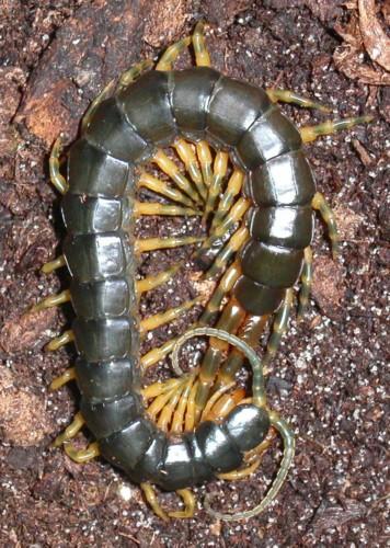 Ethmostigmus trigonopodus