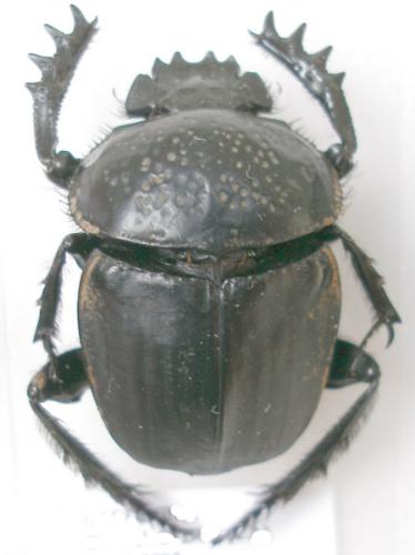 Scarabaeus semipunctatus