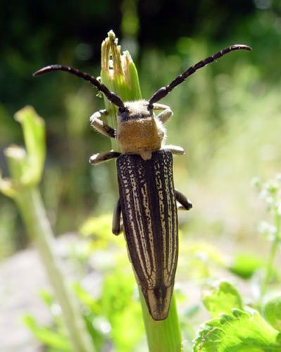Réf. 10 437 : Semnosia imperatrix