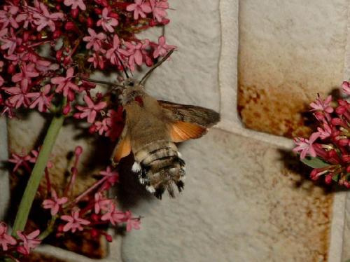 Macroglossum stellatarum