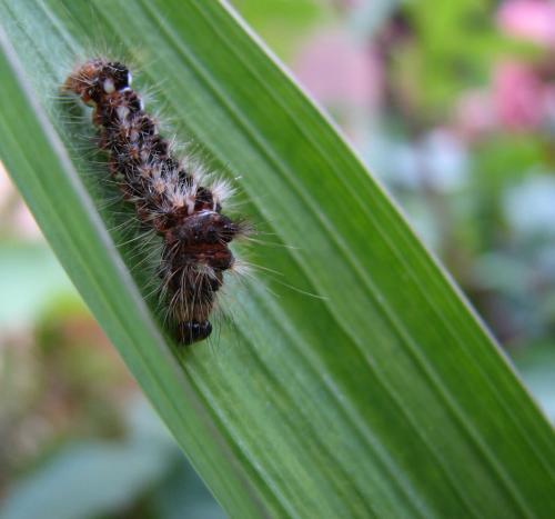 Réf. 10 582 : Acronicta rumicis