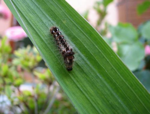 Acronicta rumicis