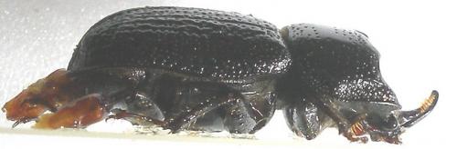 Réf. 10 408 : Sinodendron cylindricum