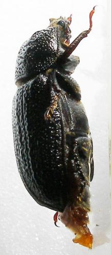 Réf. 10 411 : Sinodendron cylindricum