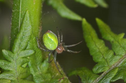 Araniella sp.