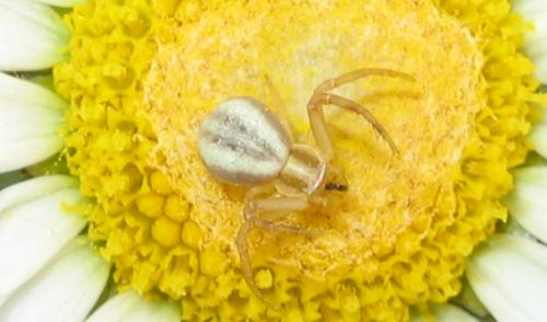 Réf. 10 006 : Runcinia grammica