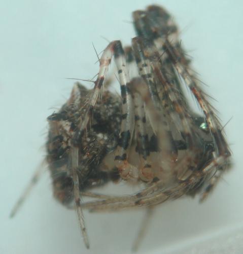 Ero aphana