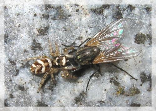 Réf. 10 008 : Salticus scenicus
