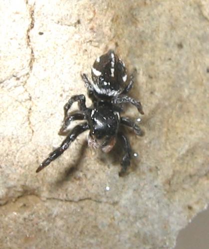 Pellenes nigrociliatus