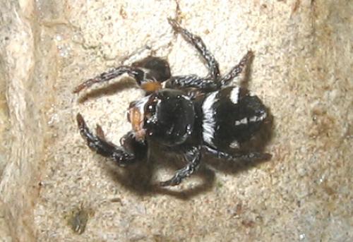 Pellenes nigrociliatus