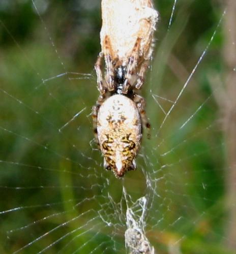 Réf. 10 980 : Cyclosa oculata