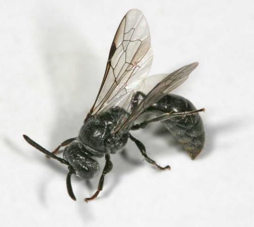 Psenulus fuscipennis