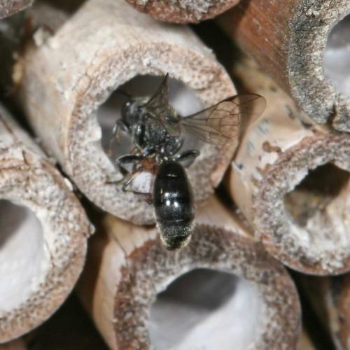 Psenulus sp.