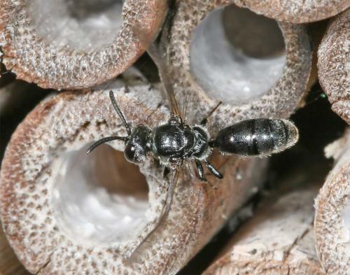 Réf. 10 553 : Psenulus fuscipennis