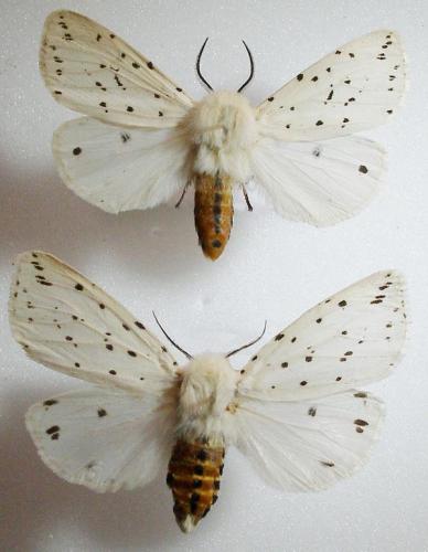 Spilosoma lubricipeda