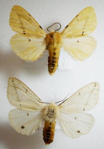 Spilosoma lutea
