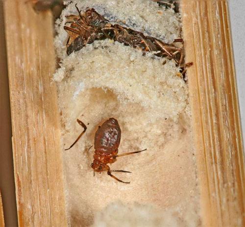 Psenulus fuscipennis