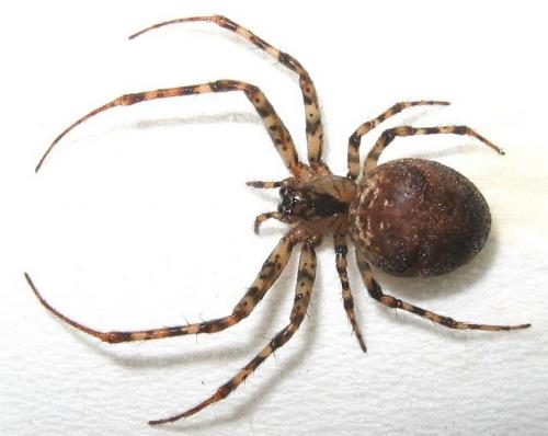 Réf. 10 530 : Metellina merianae