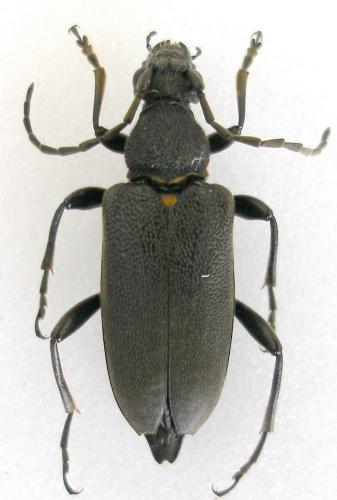 Réf. 10 616 : Stictoleptura scutellata