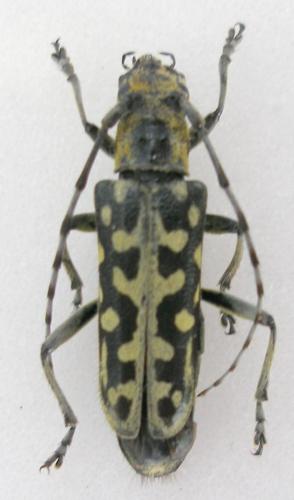 Réf. 10 617 : Saperda scalaris