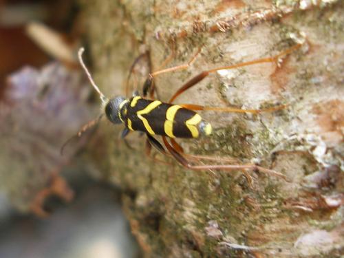 Réf. 10 292 : Clytus arietis