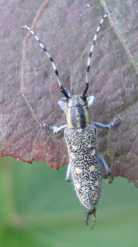 Saperda populnea